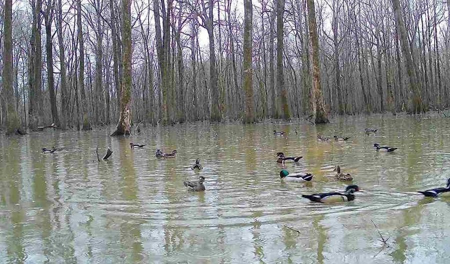 Gun Baoyu Road, Belzoni, MS 39038 - 0 Beds, 0 Bath