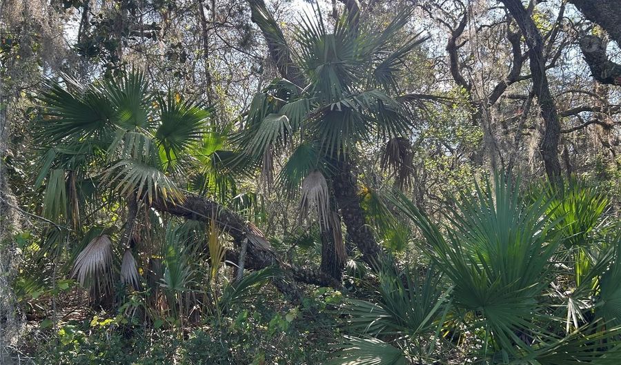 COUNTY ROAD 445A, Astor, FL 32102 - 0 Beds, 0 Bath