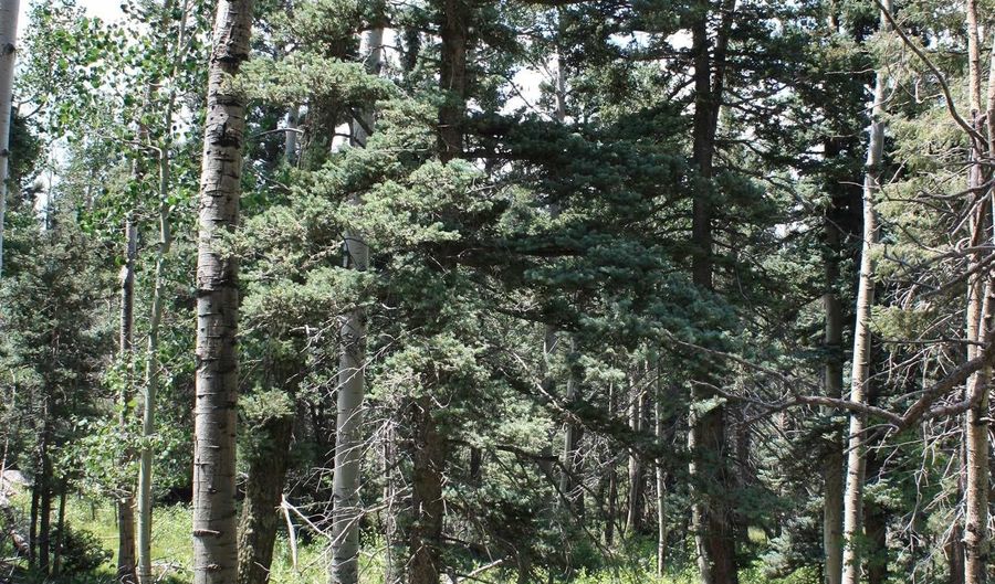 El Camino Real, Angel Fire, NM 87710 - 0 Beds, 0 Bath