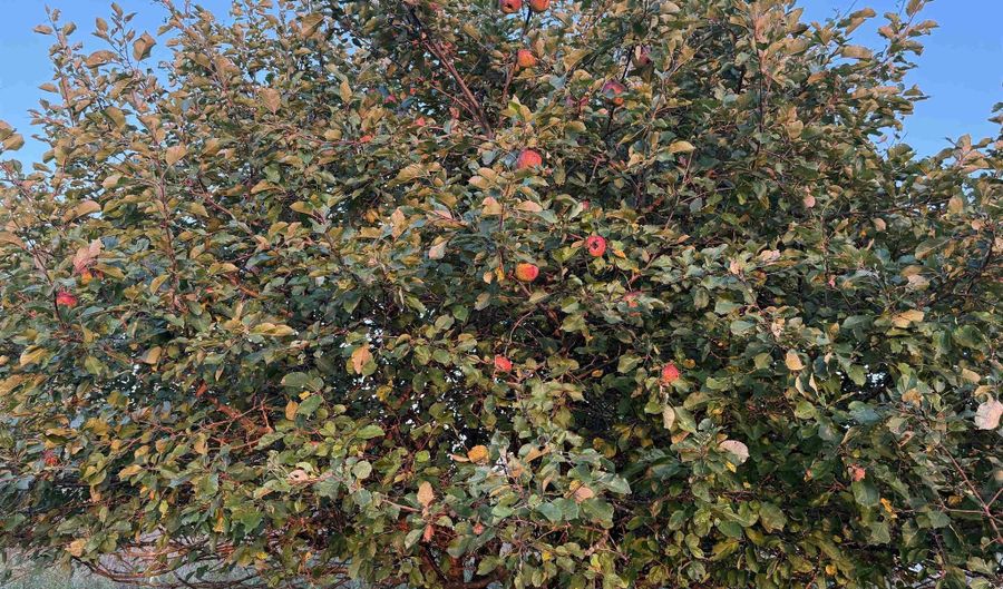 Lot 3 EAU CLAIRE RIVER ROAD, Aniwa, WI 54408 - 0 Beds, 0 Bath