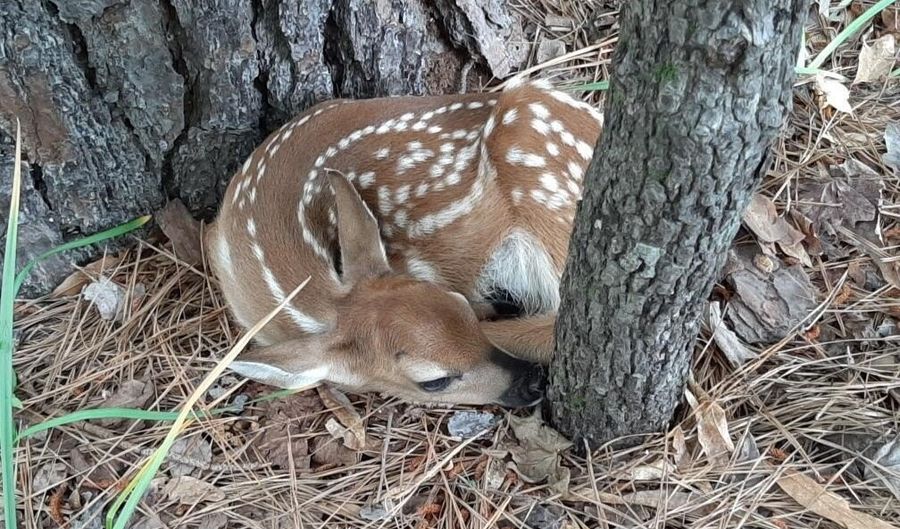 935 NEPTUNE Trl, Appling, GA 30802 - 0 Beds, 0 Bath