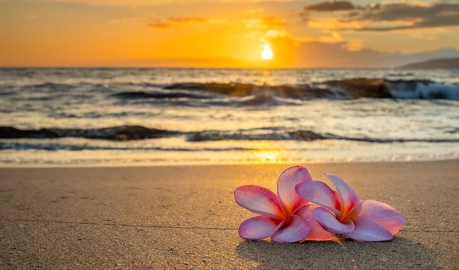 25 Wailana Pl 6, Kihei, HI 96753 - 1 Beds, 1 Bath