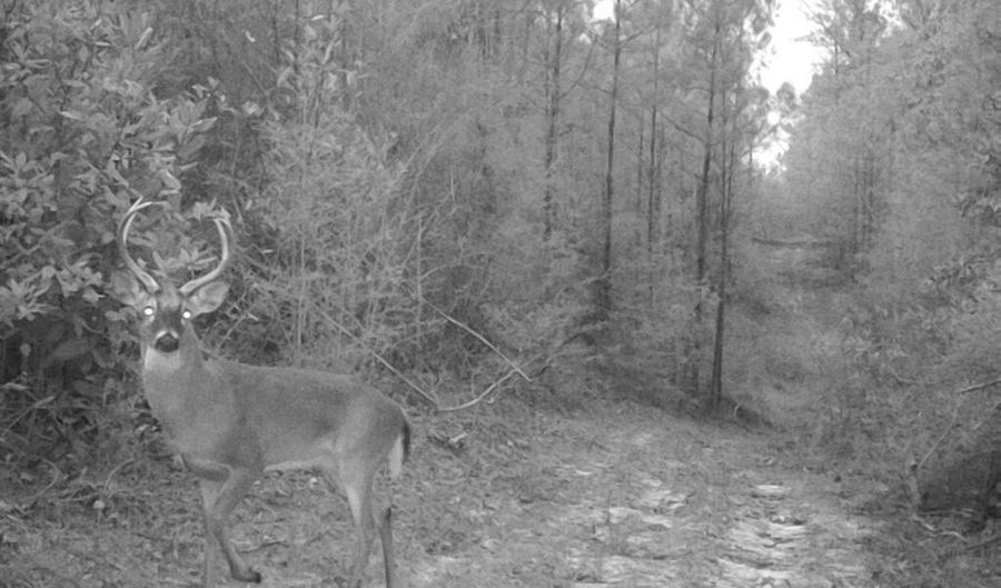 Forestry Rd 356, Beaumont, MS 39423 - 0 Beds, 0 Bath