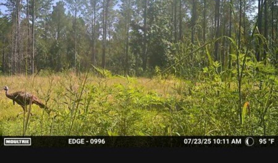 Highway 9N, Banner, MS 38913 - 0 Beds, 0 Bath