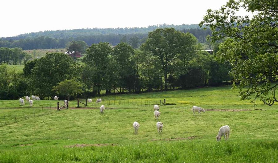 160 Acres Charolais, Bee Branch, AR 72013 - 0 Beds, 0 Bath