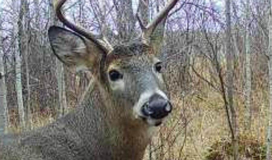 ON SURING LN unit 16+ Acres 16+ Acres, Argonne, WI 54511 - 0 Beds, 0 Bath