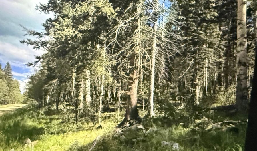 Elk Ridge Road lot 23, Angel Fire, NM 87710 - 0 Beds, 0 Bath