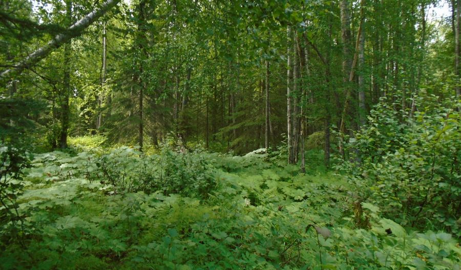 15032 W Necrason Dr, Big Lake, AK 99652 - 0 Beds, 0 Bath