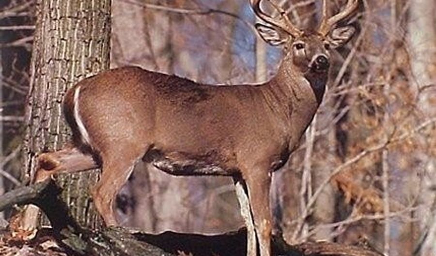 6 Parkers Ferry Rd, Adams Run, SC 29426 - 0 Beds, 0 Bath