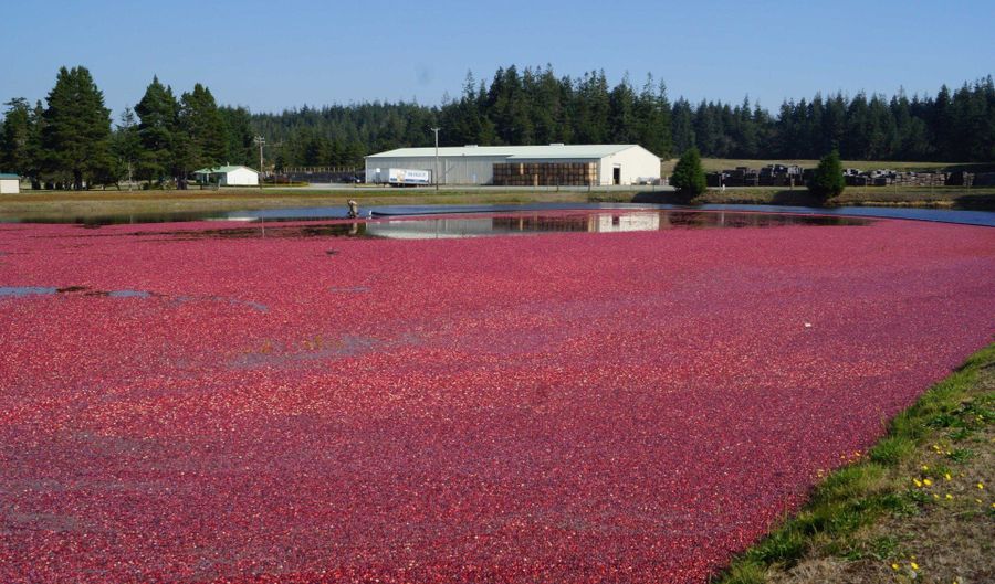 54981 MORRISON Rd, Bandon, OR 97411 - 0 Beds, 0 Bath