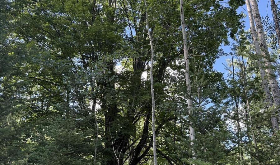 50 Acres Herron Rd, Alpena, MI 49707 - 0 Beds, 0 Bath