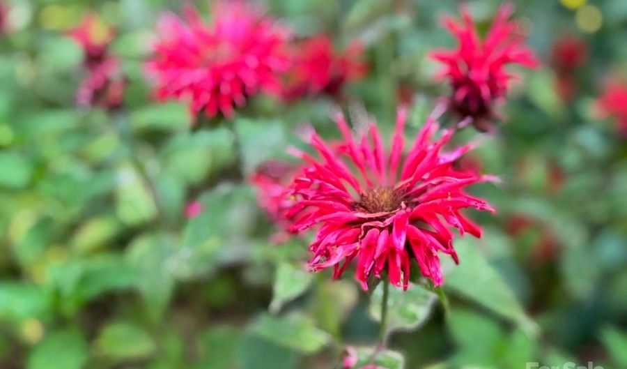 297 Hillside St, Asheville, NC 28801 - 3 Beds, 0 Bath