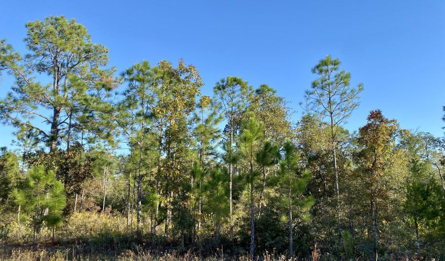 Nezperce Drive lot 128, Alford, FL 32420 - 0 Beds, 0 Bath