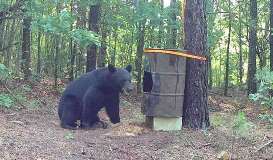 TRACT 37 PIN OAK PATH, Albion, OK 74571 - 0 Beds, 0 Bath