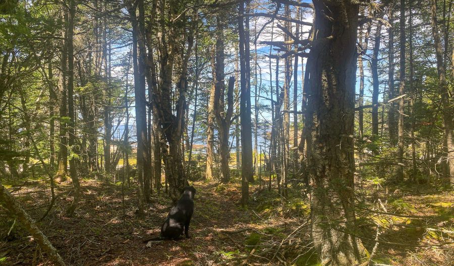 Lot 9-1 Black Duck Cove Road, Beals, ME 04611 - 0 Beds, 0 Bath