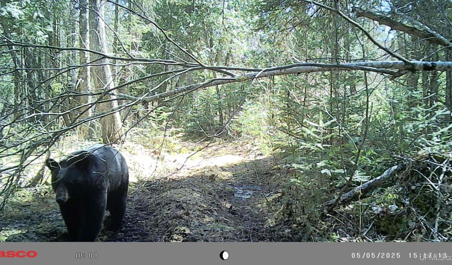 TBD Net River, Amasa, MI 49903 - 0 Beds, 0 Bath