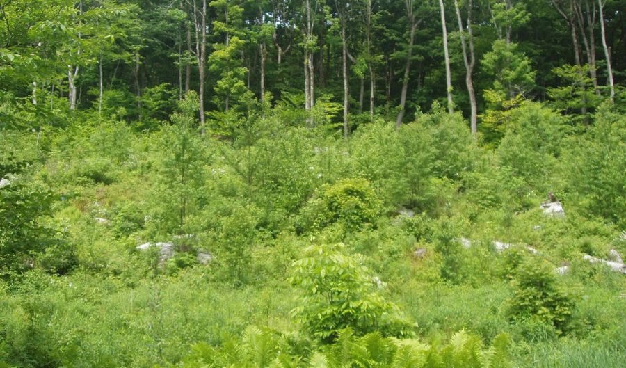 Lower Woods and Water Road Lot 9, Winhall, VT 05340 - 0 Beds, 0 Bath