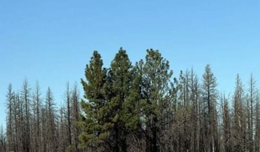 Bull Pine, Beatty, OR 97621 - 0 Beds, 0 Bath