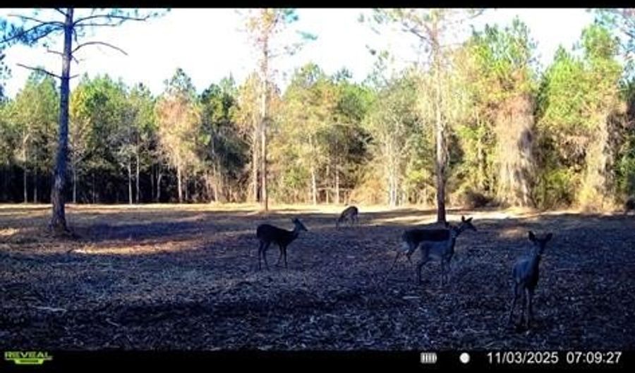 20 Ac Coot Adams Rd, Ashford, AL 36312 - 0 Beds, 0 Bath