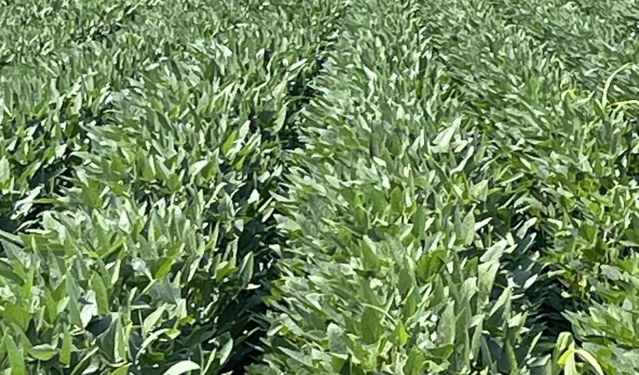 Straight Bayou Road, Anguilla, MS 38721 - 0 Beds, 0 Bath