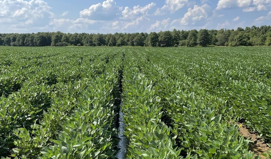 Straight Bayou Road, Anguilla, MS 38721 - 0 Beds, 0 Bath