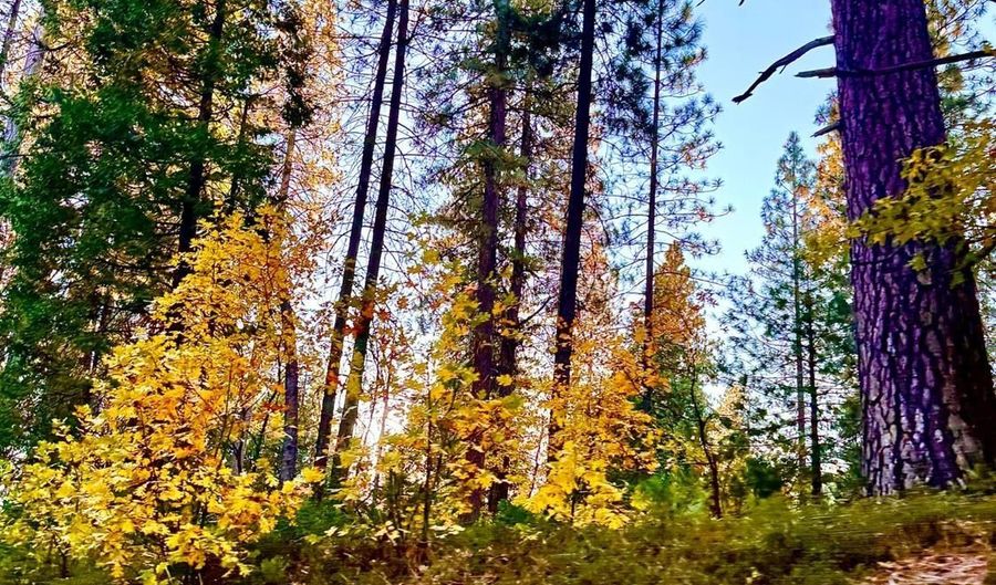 167 Linda Dr, Arnold, CA 95223 - 3 Beds, 2 Bath