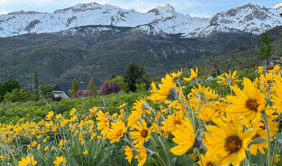 1653 ROSANNA Cir, Alpine, UT 84004 - 0 Beds, 0 Bath