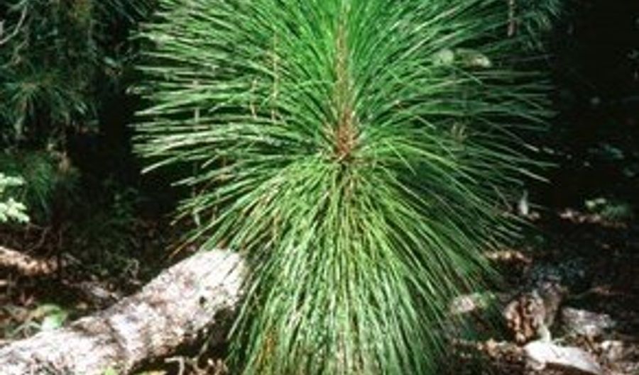 1025 Old Dairy Rd, Ailey, GA 30410 - 0 Beds, 0 Bath