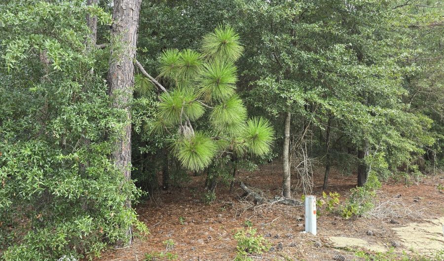 317 R J Johnson Rd, Allendale, SC 29810 - 0 Beds, 0 Bath