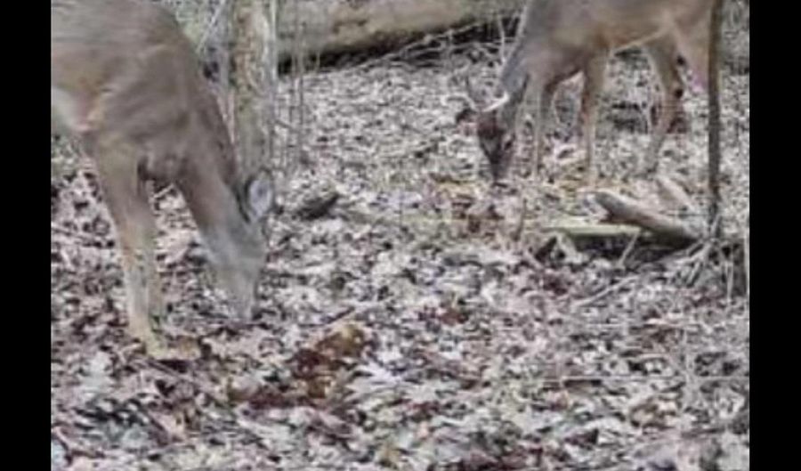 21 6 Holly Ave, Attalla, AL 35954 - 0 Beds, 0 Bath