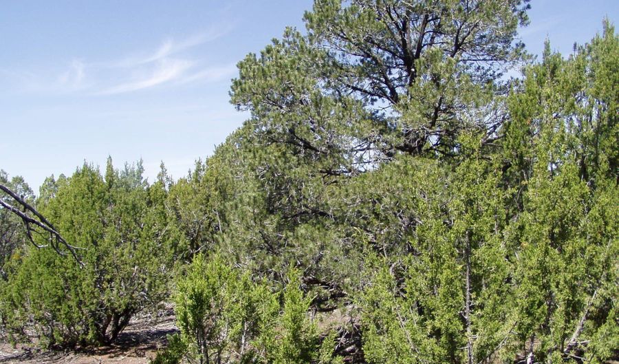 Lot 11 Uphill Trail, Vernon, AZ 85940 - 0 Beds, 0 Bath