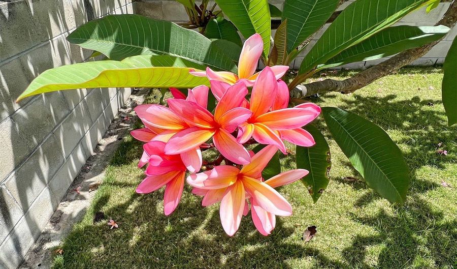 51-452 Kamehameha Hwy, Kaaawa, HI 96730 - 3 Beds, 1 Bath