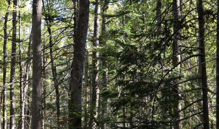 Back Searsport Road, Belfast, ME 04915 - 0 Beds, 0 Bath